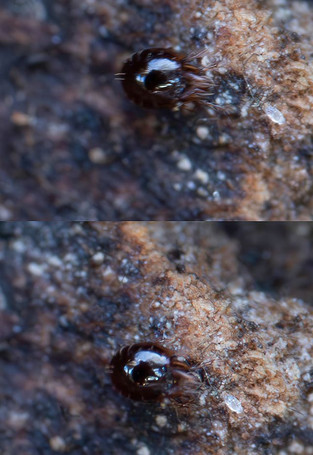 Oribatida sp. ?